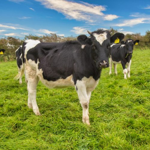organic cows milk, ethical cows milk, family run farms, grass fed milk, Welsh dairy farmers