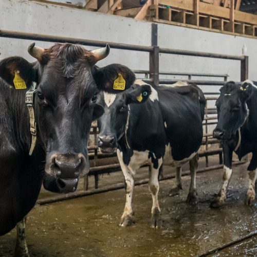 organic cows milk, ethical cows milk, family run farms, grass fed milk, Welsh dairy farmers