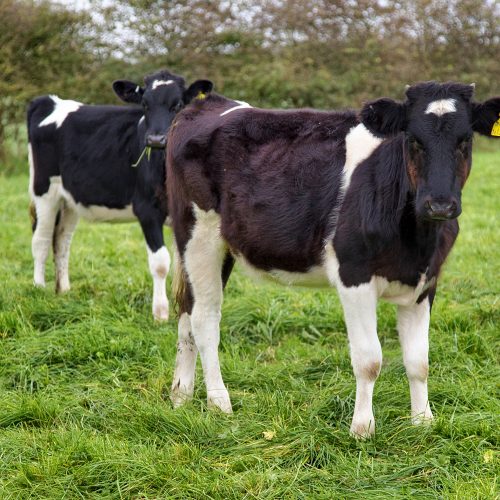 organic cows milk, ethical cows milk, family run farms, grass fed milk, Welsh dairy farmers