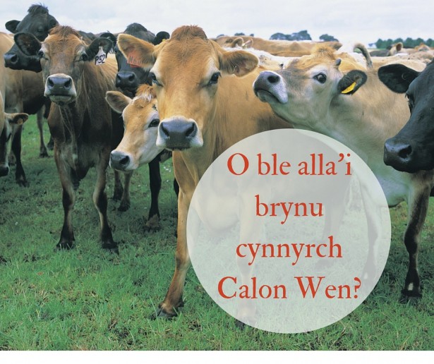 O ble alla'i brynu cynnyrch Calon Wen-